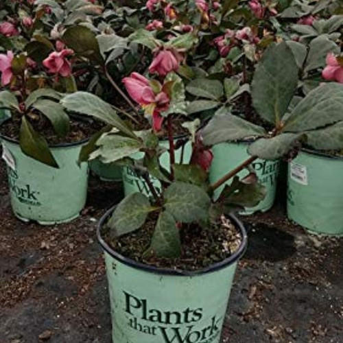 s*い様 ☘️蕾付き☘️沢山新芽3387⭐️BELCHERI⭐️PINK ICE FrostKiss™ Cheryl's Shine Hellebore | Plant Addicts