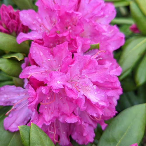 Pink Rosebay Rhododendron #2