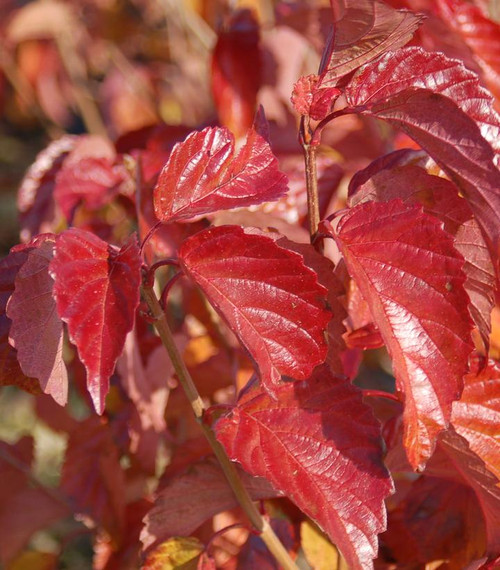 Red Arrow Tree Red Feather Arrowwood Viburnum | Plant Addicts