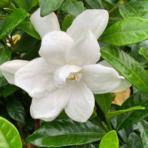 Pillow Talk Gardenia | Plant Addicts
