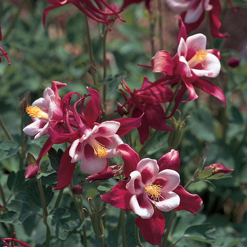 Songbird Cardinal Columbine with Red White Blooms