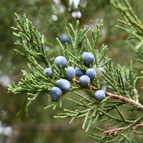 eastern-red-cedar-plant-addicts