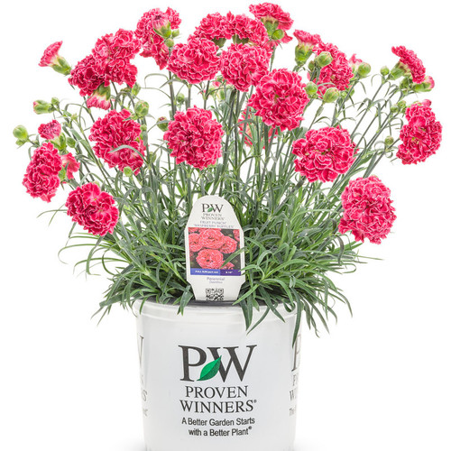 Fruit Punch® Raspberry Ruffles Pinks Dianthus | Plant Addicts
