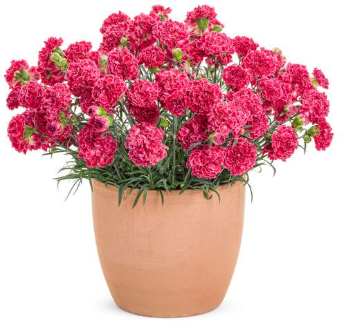 Fruit Punch® Raspberry Ruffles Pinks Dianthus | Plant Addicts