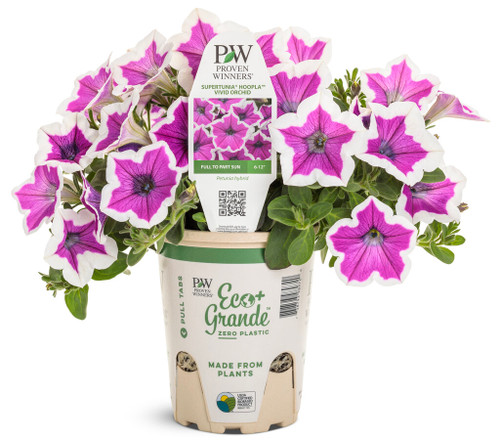 Supertunia_Hoopla_Vivid_Orchid