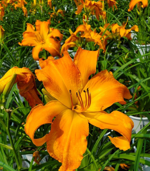 Primal_Scream_Daylily_flower_c