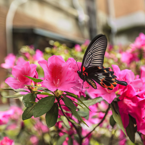 Nuccio's Wild Cherry Azalea | Plant Addicts