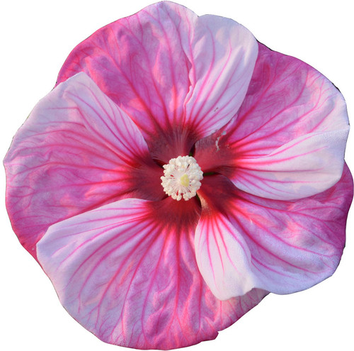 Summerific_Cherry_Choco_Latte_
