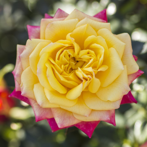 Sunblaze® Rainbow Mini Rose | Plant Addicts