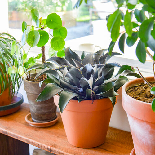 Art & Sol™ Night Owl Mangave | Plant Addicts