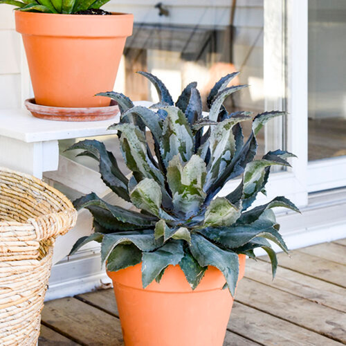 Art & Sol™ Night Owl Mangave | Plant Addicts