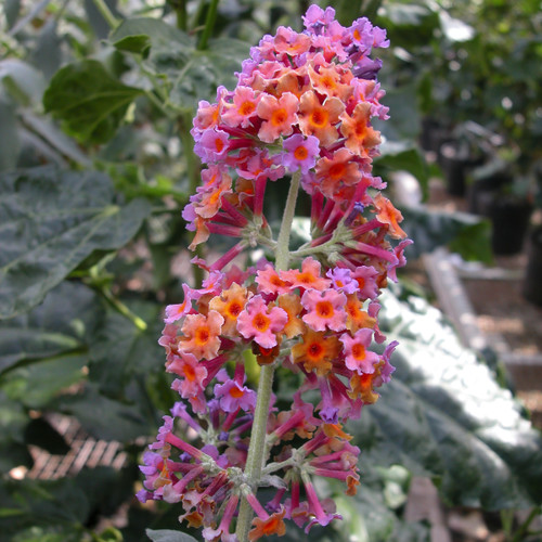 Colorful Butterfly Bush Collection | Plant Addicts