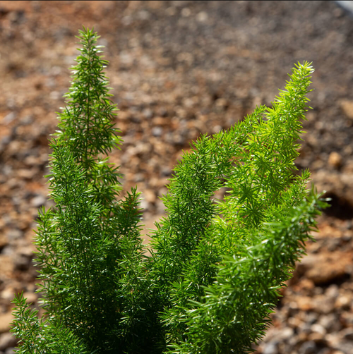 Foxtail Fern | PlantAddicts.com