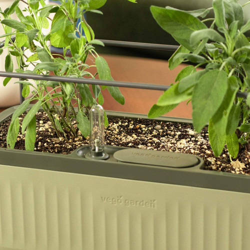 Self-Watering Herb Plant Box with Trellis | Plant Addicts