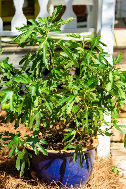 Little Miss Figgy Dwarf Fig PlantAddicts Little Miss Figgy Dwarf Fig PlantAddicts