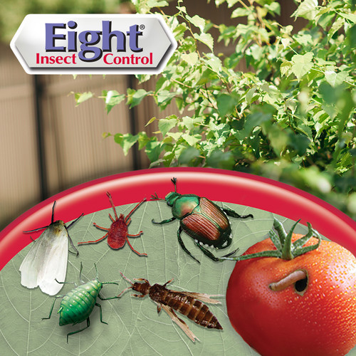 Bonide Eight Insect Control | Plant Addicts