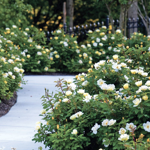 Blooming Sunny Knock Out Rose Shrubs By The Pathway Main