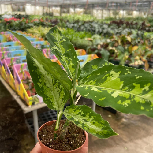 Aglaonema Pictum Tricolor | Plant Addicts