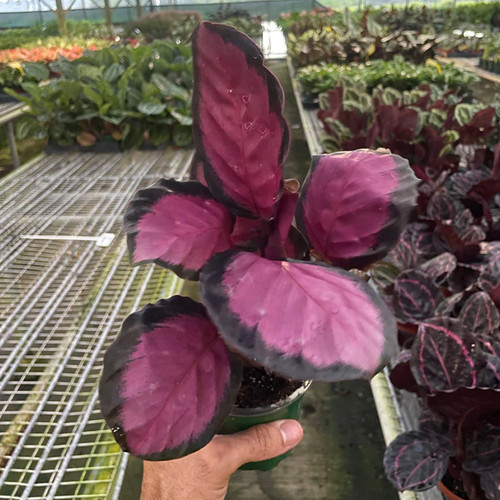 pflanze calathea orbifolia Goeppertia Orbifolia main image 1