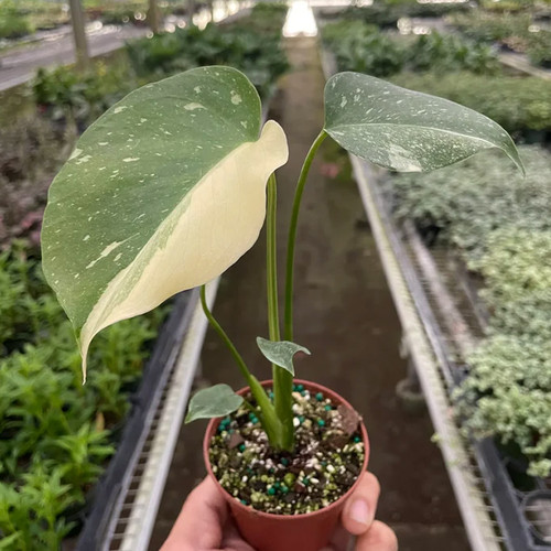Monstera Thai Constellation 6" Grower's Choice