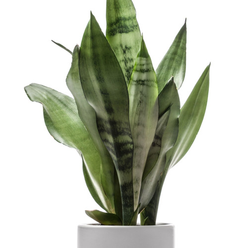 thuja smaragd wird schwarz Thuja Smaragd kaufen main image 0