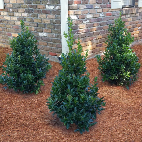 Oakland Holly Plant Addicts