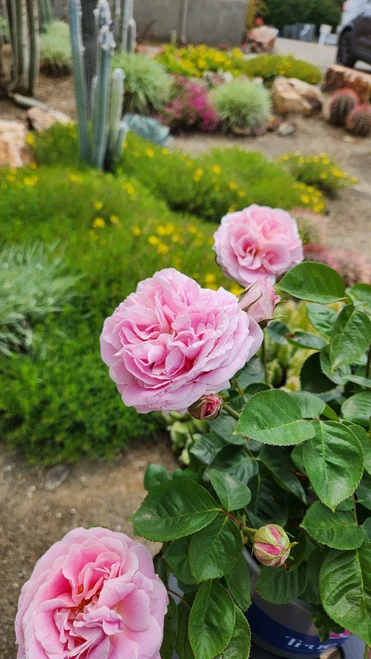 True Perfume By Rue True Perfume Rose | Plant Addicts