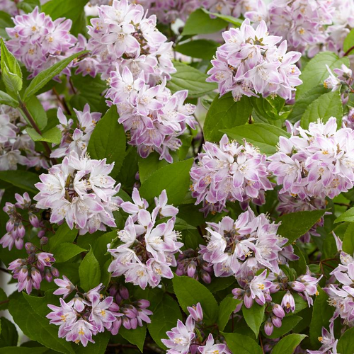 Raspberry Sundae Deutzia | Plant Addicts