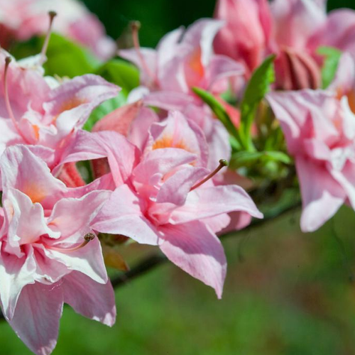 Electric lights double pink azalea plant addicts