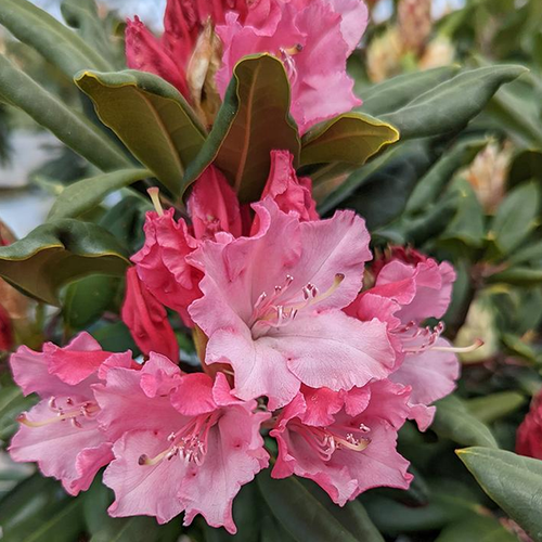Francesca Rhododendron