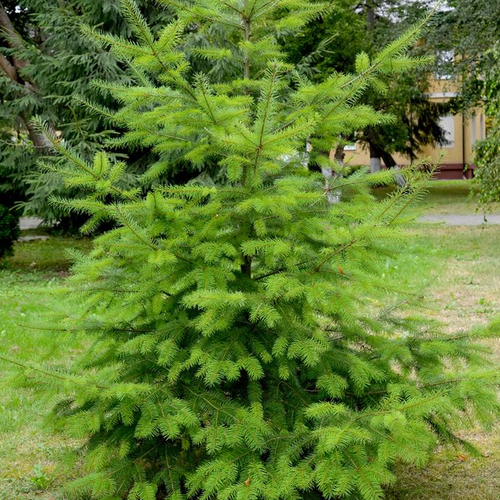 Douglas Fir | Plant Addicts