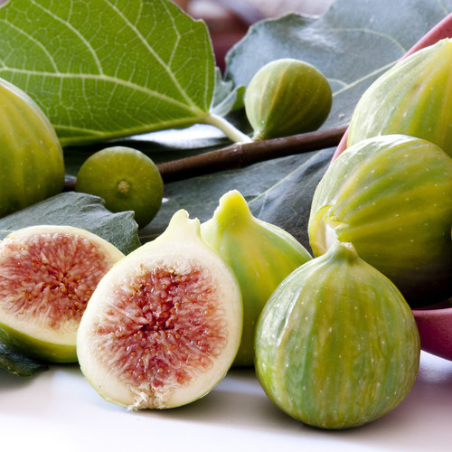 Tiger Fig Tree | Plant Addicts