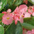 Dragon Wing Pink Begonia Flowers and Foliage