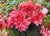 Funky® Pink Begonia Flowers Close Up