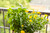 Lady Godiva® Yellow English Marigold in combo planter