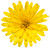 Lady Godiva® Yellow English Marigold Flower Petals