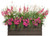 Superbells® Cherry Star Calibrachoa in deck box planter annual combo
