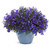 Laguna® Dark Blue Lobelia in garden planter