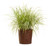 Graceful Grasses® Sky Rocket Fountain Grass in Decorative Pot