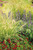 Graceful Grasses® Sky Rocket Fountain Grass in the garden