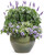 Rockin'® Playin' the Blues® Salvia in Mixed Annual Planter
