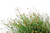 Graceful Grasses® Fiber Optic Grass Flowers