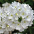 Lanai White Verbena blooms