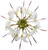 Señorita Blanca® Spider Flower Flower Petals