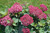 Invincibelle Garnetta® Hydrangea blooming