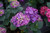 Let's Dance Big Band® Hydrangea flowers and foliage close up