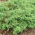 Tortuga™ Juniper shrub closeup