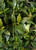 Radicans Gardenia Foliage & Leaves Up Close