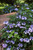 Endless Summer Twist-n-Shout Hydrangea Shrub With Purple Flowers