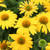 Sombrero® Lemon Yellow Coneflower Plant Blooming